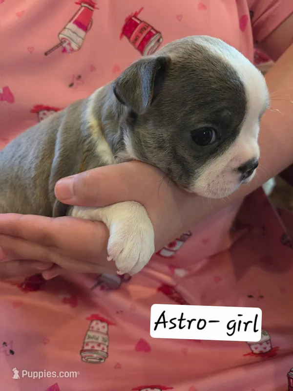 Astro – Boston Terrier puppy for sale in Ixonia, WI