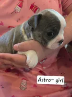 Astro, a female Boston Terrier for sale in Ixonia, WI – 1 of 2