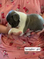 Squiggles, a female Boston Terrier for sale in Ixonia, WI – 2 of 2