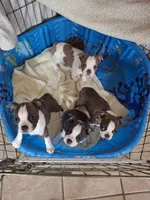 Remy, a male Boston Terrier for sale in Ixonia, WI – 3 of 6