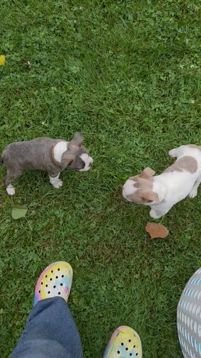 Remy, a male Boston Terrier for sale in Ixonia, WI – 5 of 6