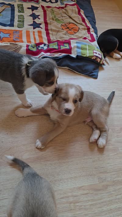Finn, a male Australian Shepherd and Beagle for sale in Youngsville, NC – 6 of 7