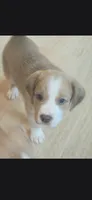 Finn, a male Australian Shepherd and Beagle for sale in Youngsville, NC – 2 of 7