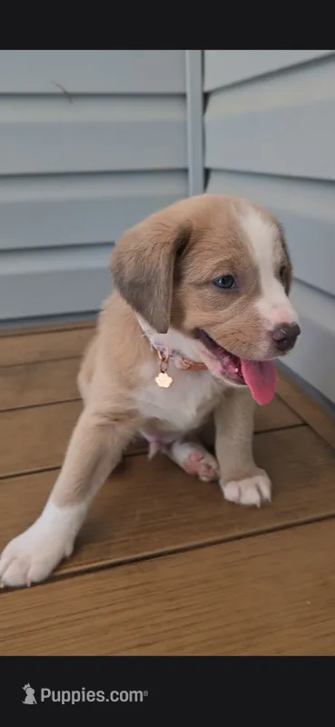 Finn – Australian Shepherd, Beagle puppy for sale in Youngsville, NC