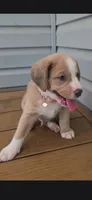 Finn, a male Australian Shepherd and Beagle for sale in Youngsville, NC – 1 of 7