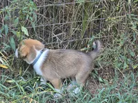 Koda, a male Australian Shepherd and Beagle for sale in Youngsville, NC – 4 of 10