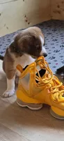 Koda, a male Australian Shepherd and Beagle for sale in Youngsville, NC – 6 of 10