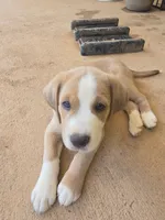 Finn, a male Australian Shepherd and Beagle for sale in Youngsville, NC – 1 of 7