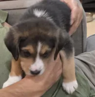 Cowboy, a male Australian Shepherd and Beagle for sale in Youngsville, NC – 4 of 8