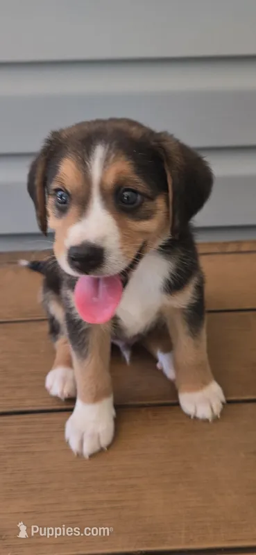 Cowboy – Australian Shepherd, Beagle puppy for sale in Youngsville, NC