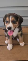 Cowboy, a male Australian Shepherd and Beagle for sale in Youngsville, NC – 1 of 8