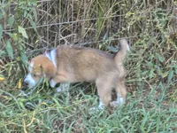 Koda, a male Australian Shepherd and Beagle for sale in Youngsville, NC – 2 of 10