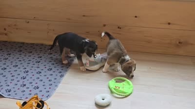 Koda, a male Australian Shepherd and Beagle for sale in Youngsville, NC – 10 of 10