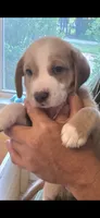 Finn, a male Australian Shepherd and Beagle for sale in Youngsville, NC – 3 of 7