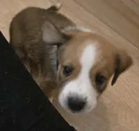 Koda, a male Australian Shepherd and Beagle for sale in Youngsville, NC – 5 of 10