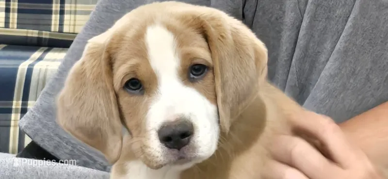 Finn – Australian Shepherd, Beagle puppy for sale in Youngsville, NC