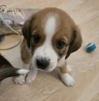 Koda, a male Australian Shepherd and Beagle for sale in Youngsville, NC – 9 of 10