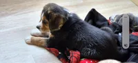 Cowboy, a male Australian Shepherd and Beagle for sale in Youngsville, NC – 2 of 8