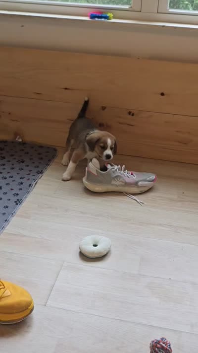 Koda, a male Australian Shepherd and Beagle for sale in Youngsville, NC – 7 of 10