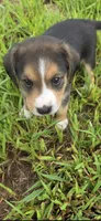 Cowboy, a male Australian Shepherd and Beagle for sale in Youngsville, NC – 3 of 8