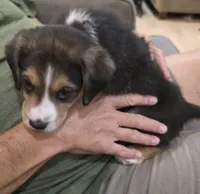 Cowboy, a male Australian Shepherd and Beagle for sale in Youngsville, NC – 6 of 8