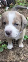 Finn, a male Australian Shepherd and Beagle for sale in Youngsville, NC – 7 of 7