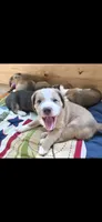 Finn, a male Australian Shepherd and Beagle for sale in Youngsville, NC – 3 of 7