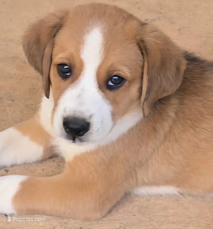 Koda – Australian Shepherd, Beagle puppy for sale in Youngsville, NC