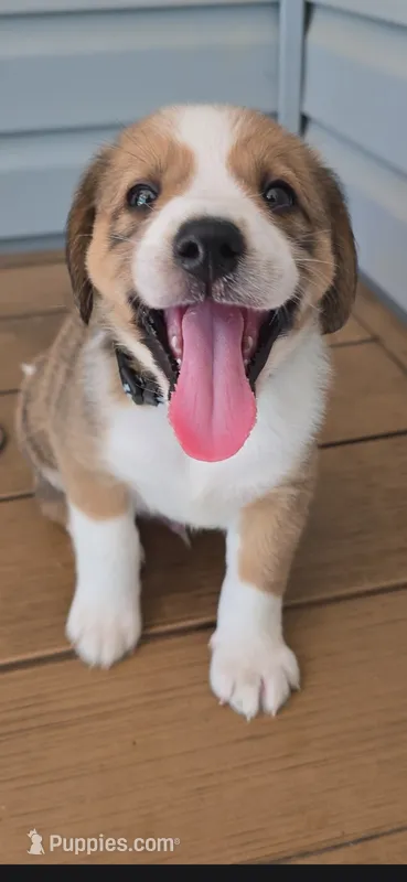 Koda – Australian Shepherd, Beagle puppy for sale in Youngsville, NC