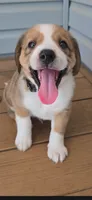 Koda, a male Australian Shepherd and Beagle for sale in Youngsville, NC – 1 of 10