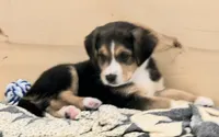 Cowboy, a male Australian Shepherd and Beagle for sale in Youngsville, NC – 7 of 8