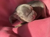 Puppy 6, a male French Bulldog for sale in Hartwell, GA – 2 of 3
