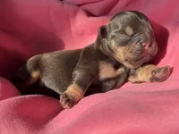 Puppy 2, a female French Bulldog for sale in Hartwell, GA – 3 of 3