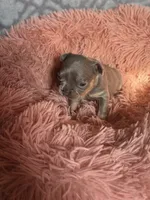 Koda, a male French Bulldog for sale in Hartwell, GA – 5 of 8