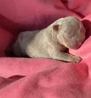Puppy 4, a male French Bulldog for sale in Hartwell, GA – 3 of 3