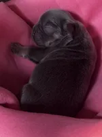 Puppy 3, a male French Bulldog for sale in Hartwell, GA – 3 of 3