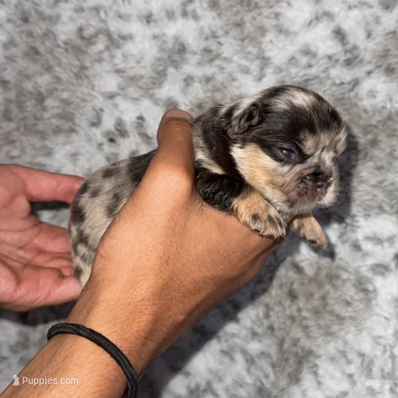 Puppy 7 – French Bulldog puppy for sale in Hartwell, GA