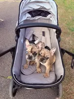 Ghost, a male French Bulldog for sale in Hartwell, GA – 4 of 4