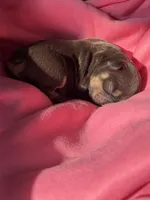 Puppy 2, a female French Bulldog for sale in Hartwell, GA – 2 of 3