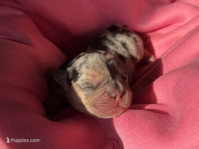 Puppy 1 – French Bulldog puppy for sale in Hartwell, GA