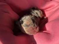 Puppy 1, a female French Bulldog for sale in Hartwell, GA – 1 of 3