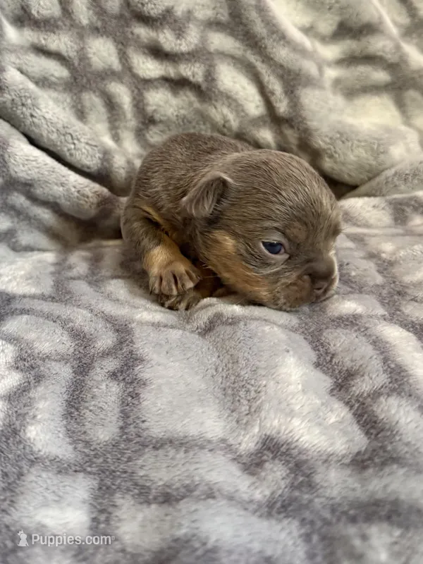 Koda – French Bulldog puppy for sale in Hartwell, GA