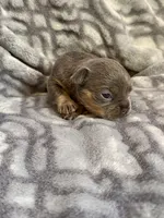 Koda, a male French Bulldog for sale in Hartwell, GA – 1 of 4