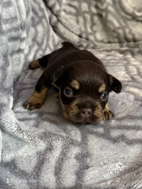Mocha – French Bulldog puppy for sale in Hartwell, GA