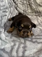 Mocha, a female French Bulldog for sale in Hartwell, GA – 1 of 5