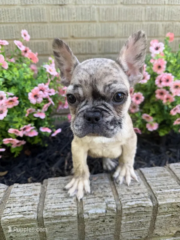 Ash – French Bulldog puppy for sale in Hartwell, GA