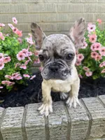 Ash, a male French Bulldog for sale in Hartwell, GA – 3 of 3