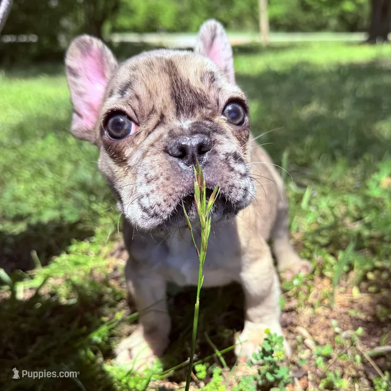 Ash – French Bulldog puppy for sale in Hartwell, GA