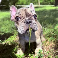 Ash, a male French Bulldog for sale in Hartwell, GA – 1 of 3