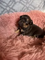 Mocha, a female French Bulldog for sale in Hartwell, GA – 5 of 8